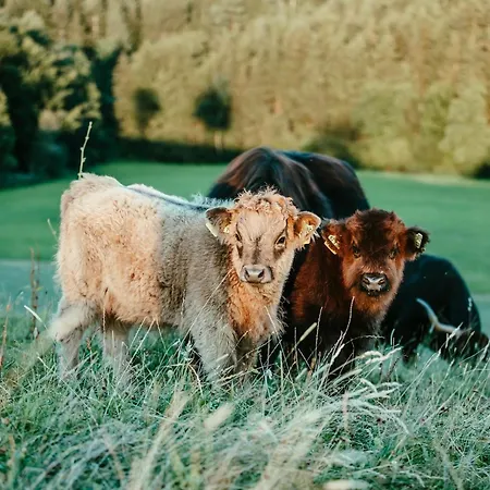 Schottenhof Walser 4 - Alleinlage Im Gruenen Mit Panoramablick Apartamento Achberg